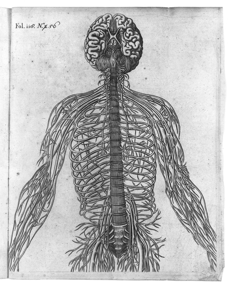 Rene Descartes: Diagram of the brain and its nerves